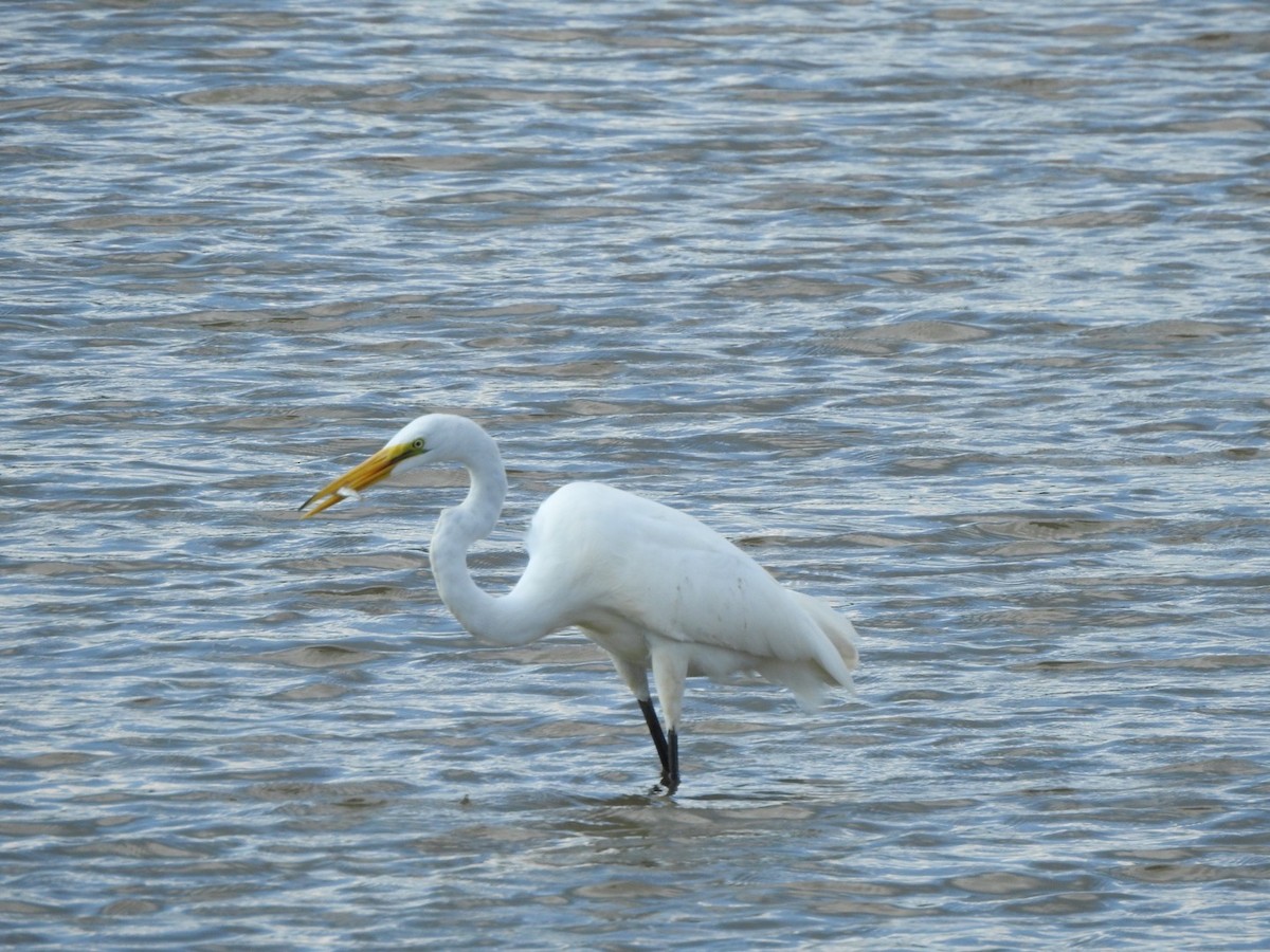 Great Egret - ML609091261