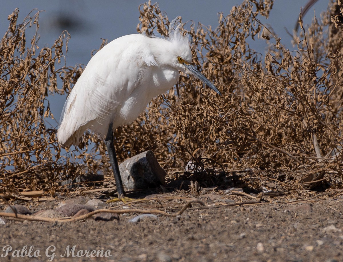 Snowy Egret - ML609091293