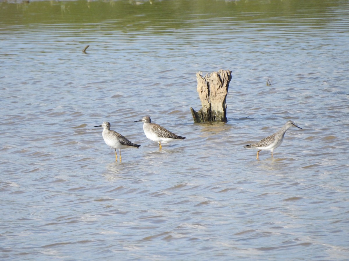 Lesser Yellowlegs - ML609091314