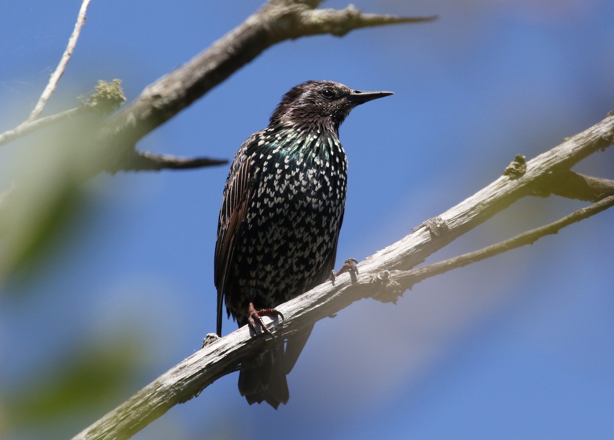 European Starling - ML609091348