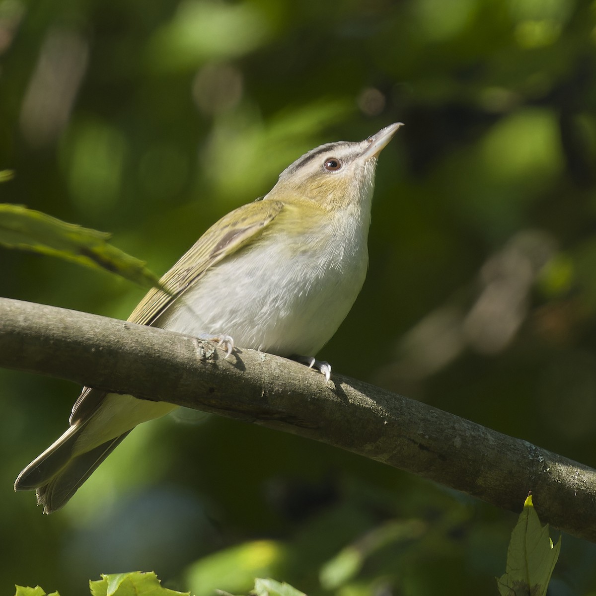 Red-eyed Vireo - ML609091349