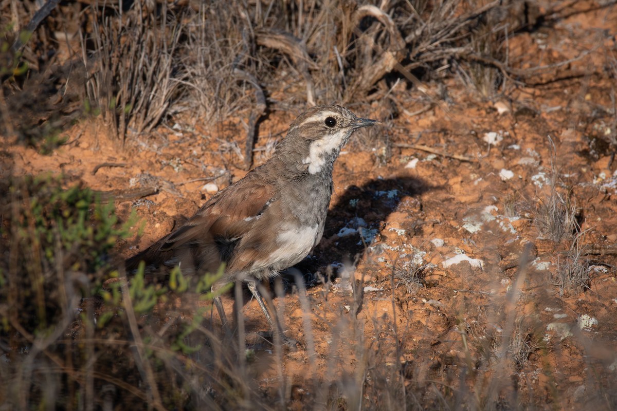 Cinclosome de Nullarbor - ML609091391