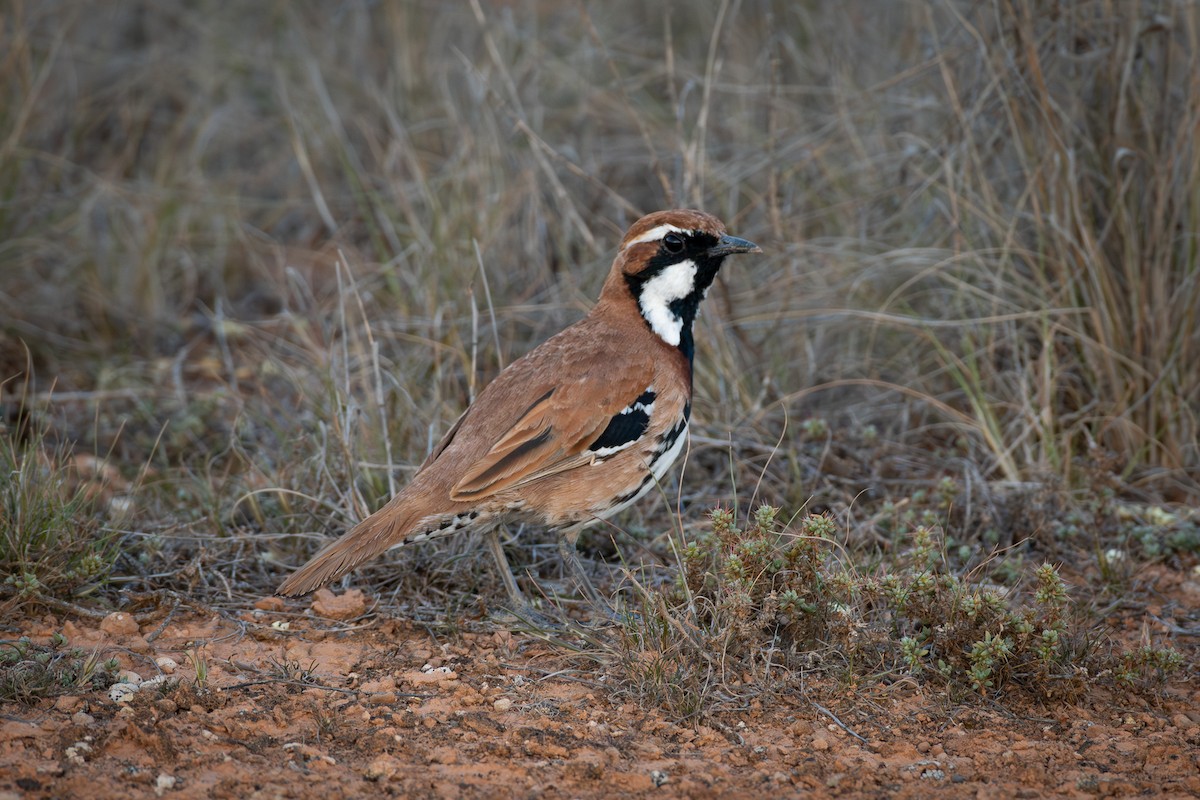 Nullarbor Quail-thrush - ML609091392