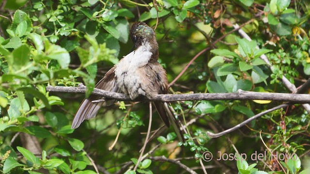 Colibrí Noble Oriental (nobilis) - ML609091421