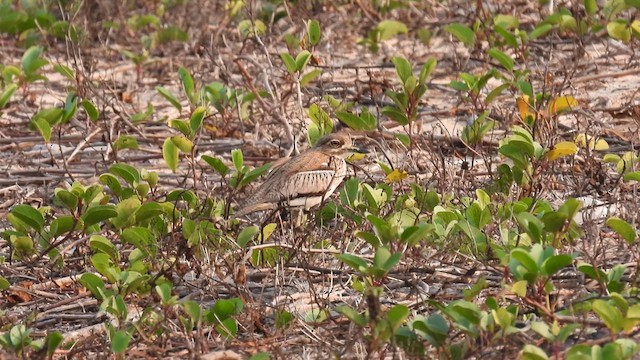 Water Thick-knee - ML609091437