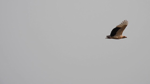 Palm-nut Vulture - ML609091448