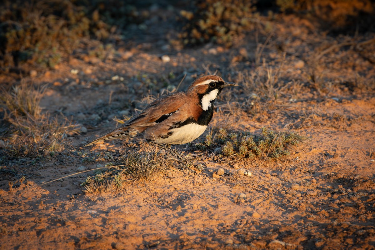 Nullarbor Quail-thrush - ML609091454