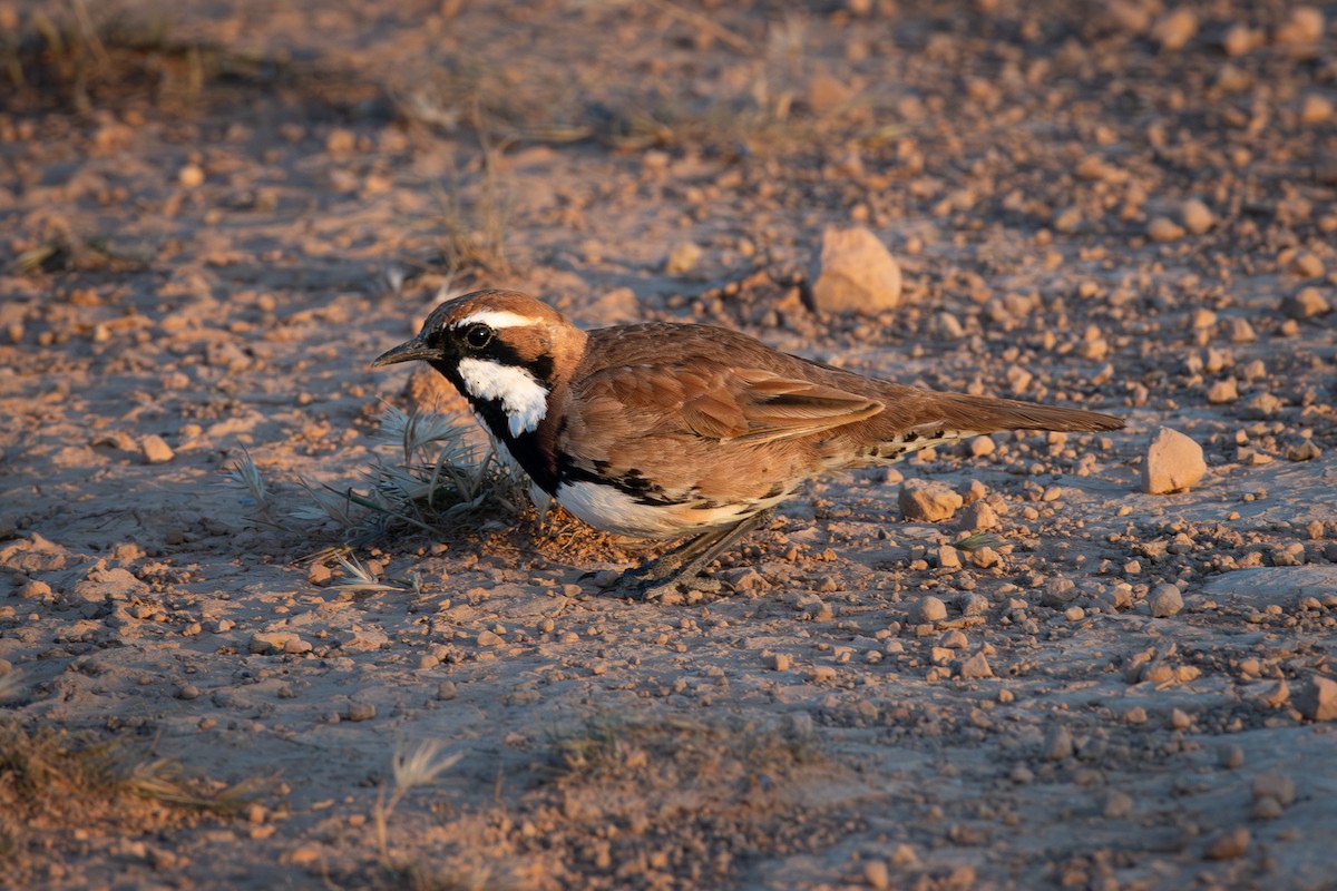 Nullarbor Quail-thrush - ML609091461