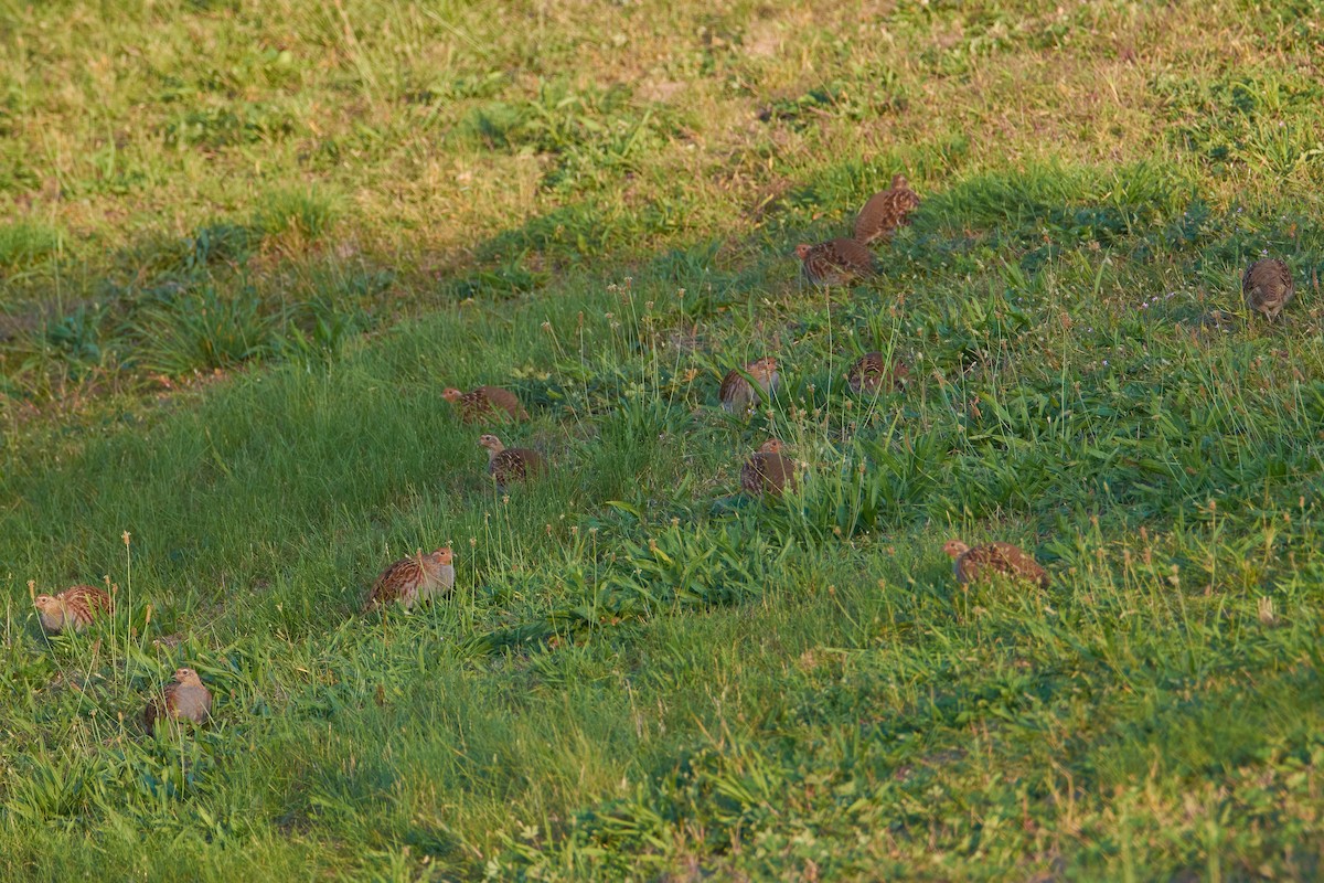 Gray Partridge - ML609091479