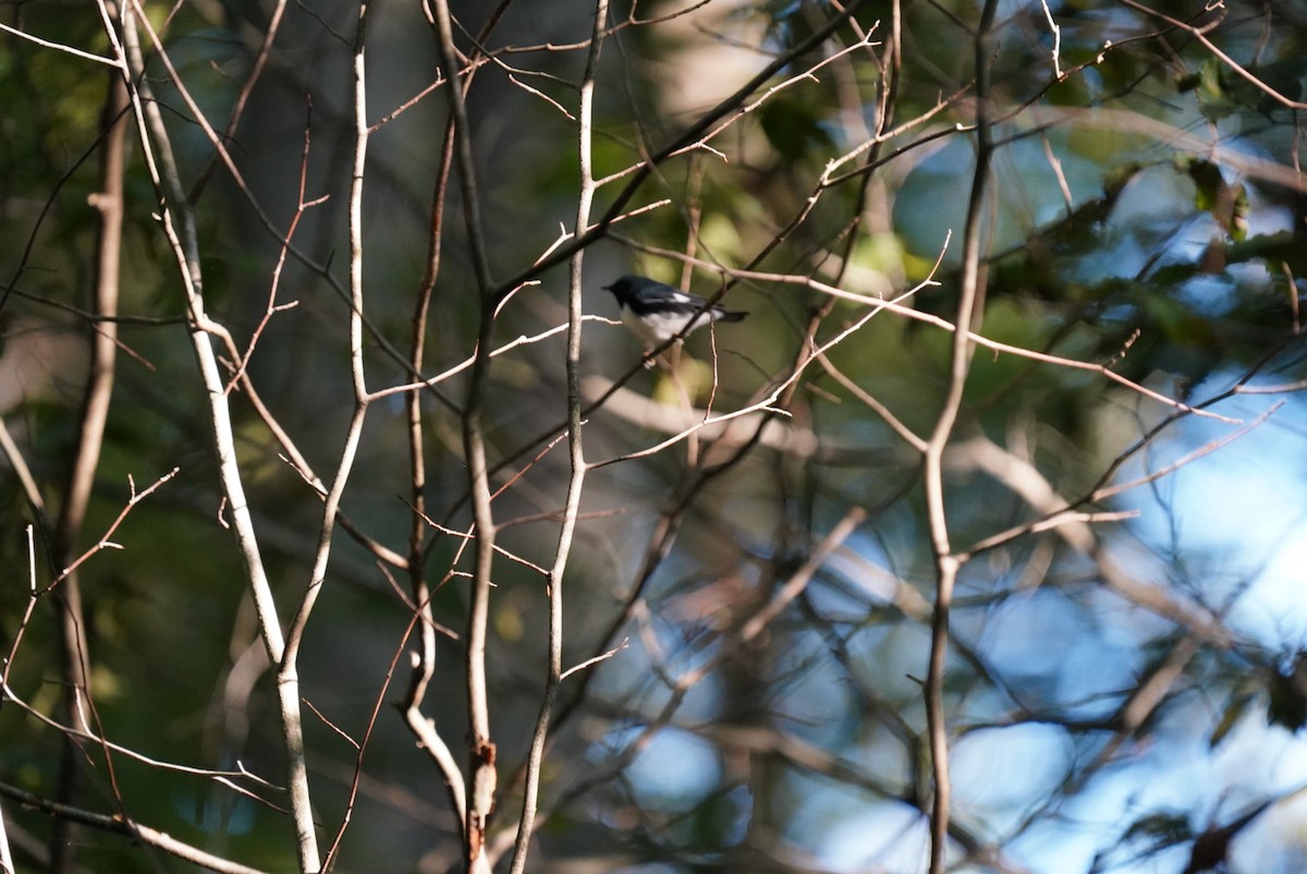 Black-throated Blue Warbler - ML609091488
