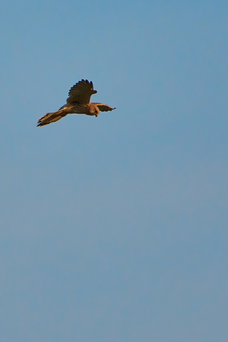 Eurasian Kestrel - ML609091492