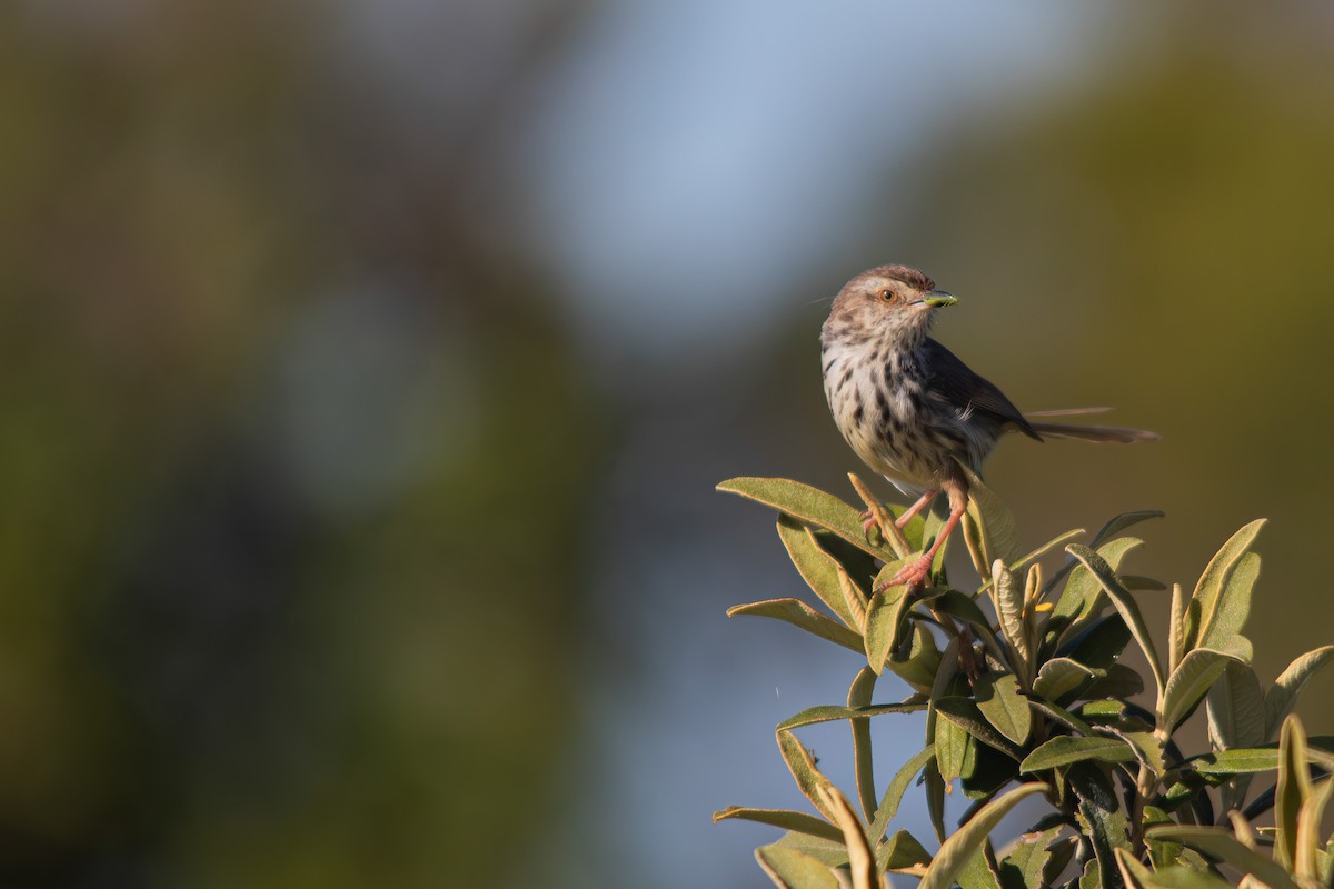 Karoo Prinia - ML609091504