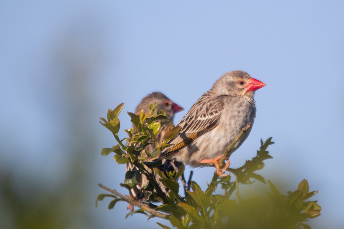 Red-billed Quelea - ML609091505