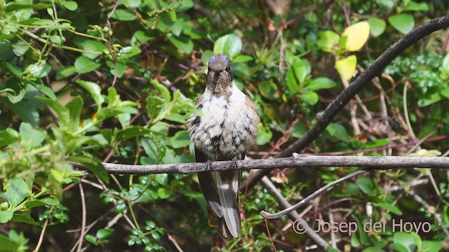 Colibrí Noble Oriental (nobilis) - ML609091508