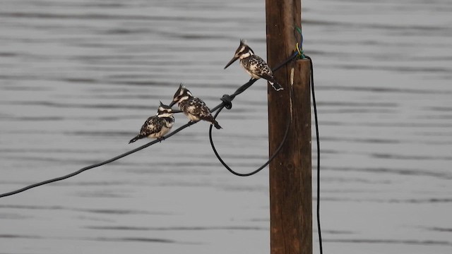 Pied Kingfisher - ML609091515