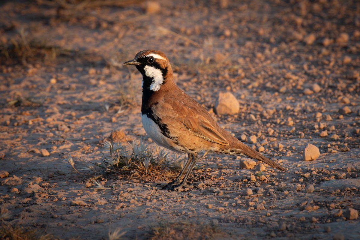 Nullarbor Quail-thrush - ML609091546