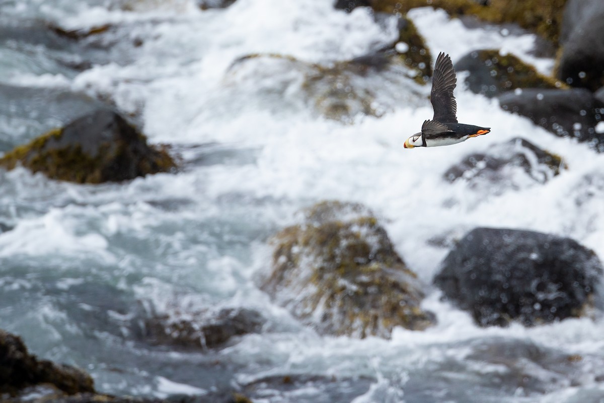 Horned Puffin - ML609091554