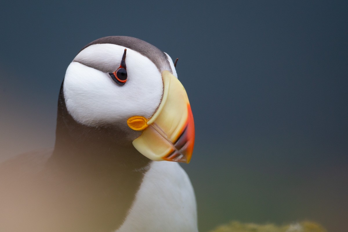 Horned Puffin - ML609091581