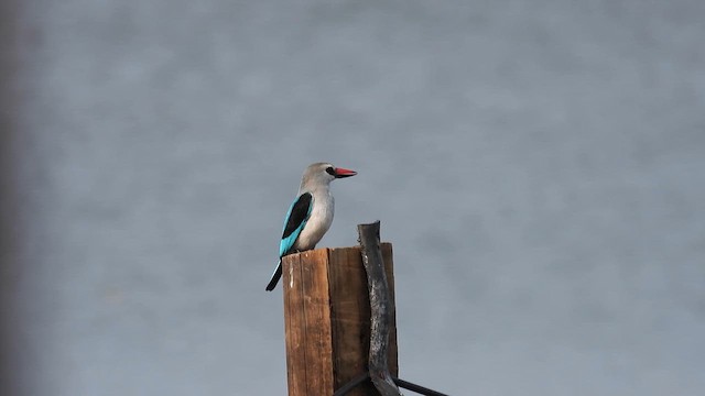 Woodland Kingfisher - ML609091583