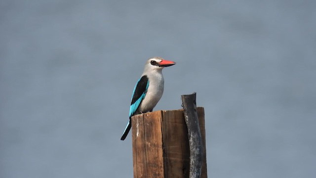 Martin-chasseur du Sénégal - ML609091586