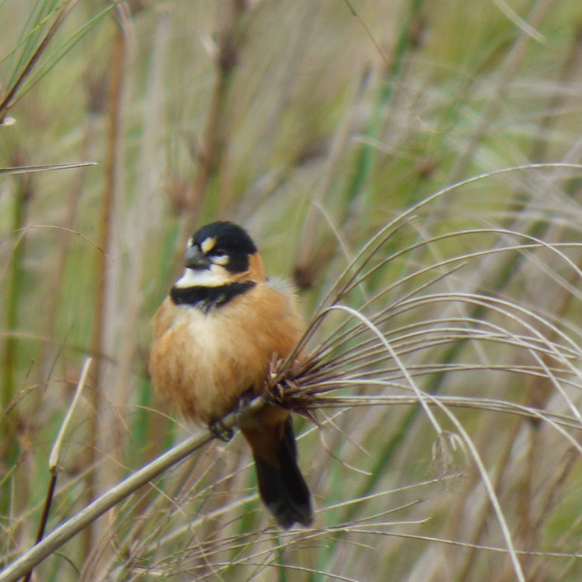 Rusty-collared Seedeater - ML609091615
