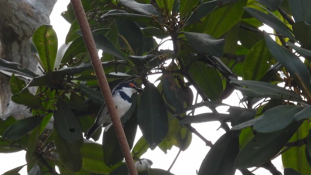 White-fronted Wattle-eye - ML609091660