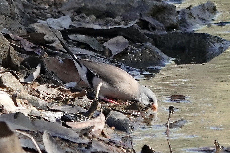 Long-tailed Finch - ML609091703