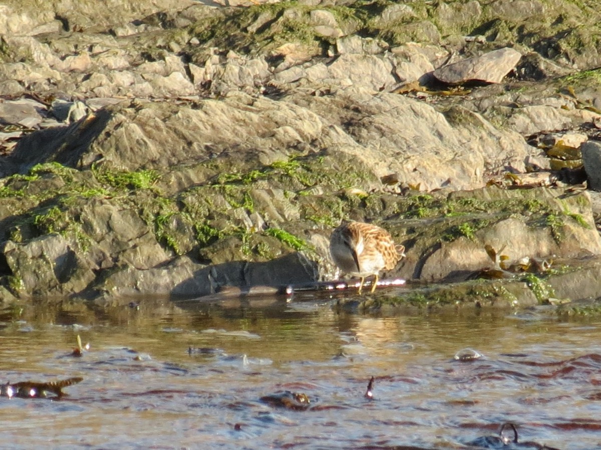 Least Sandpiper - ML609091721