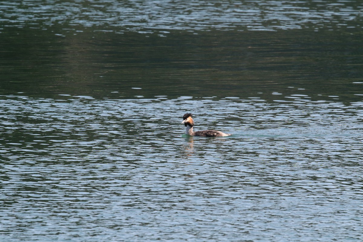 Great Crested Grebe - Gerben ter Haar