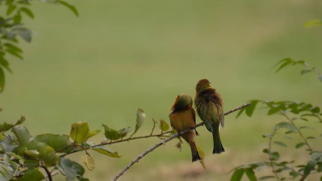 Little Bee-eater - ML609091744