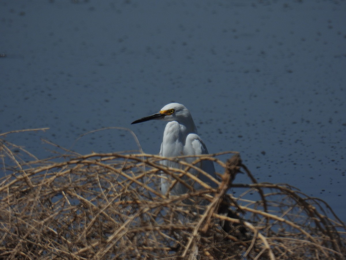 Snowy Egret - ML609091745