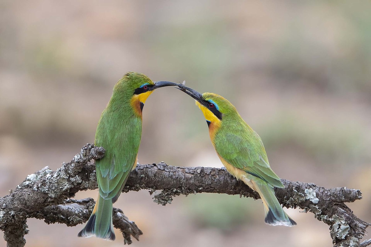 Little Bee-eater - ML609091746