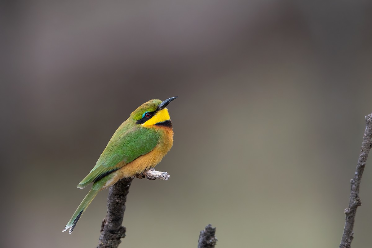 Little Bee-eater - ML609091747