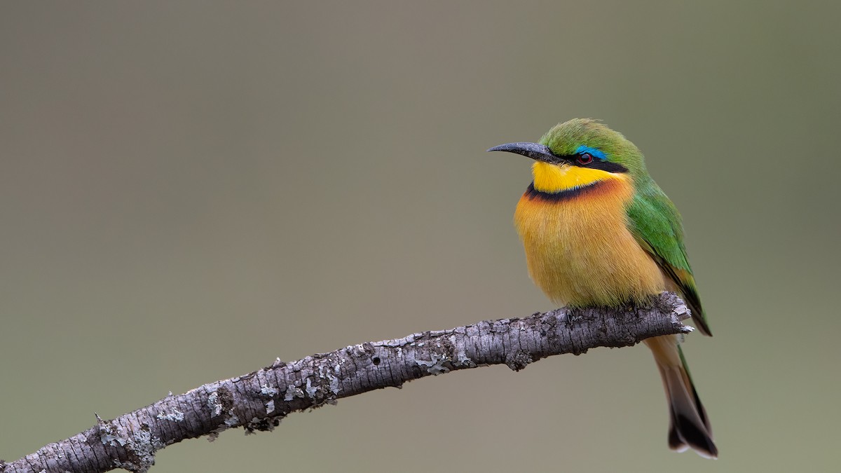 Little Bee-eater - ML609091756