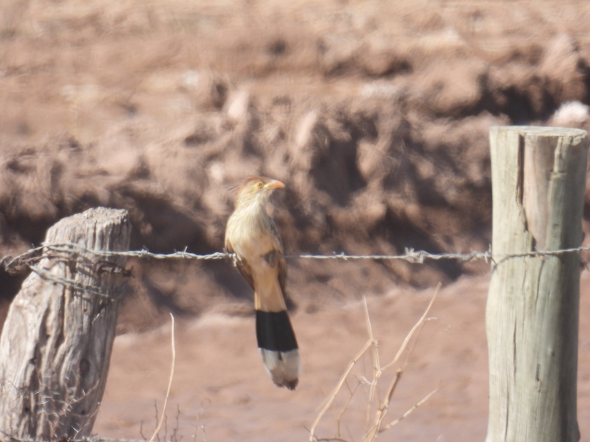 Guira Cuckoo - ML609091771