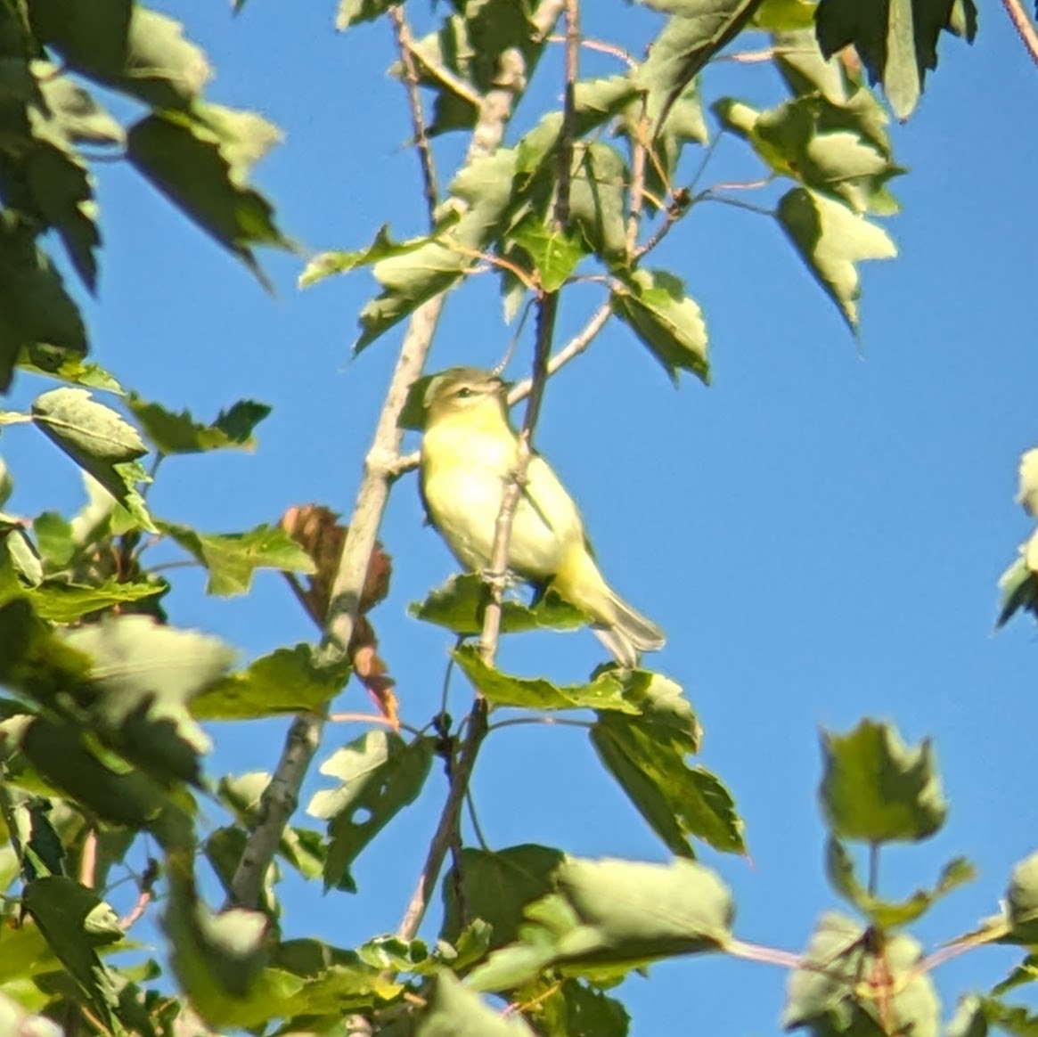 Philadelphia Vireo - Jon Skinner