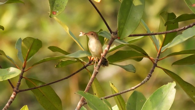 Bubbling Cisticola - ML609091854