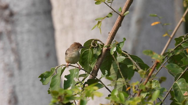 Bubbling Cisticola - ML609091855