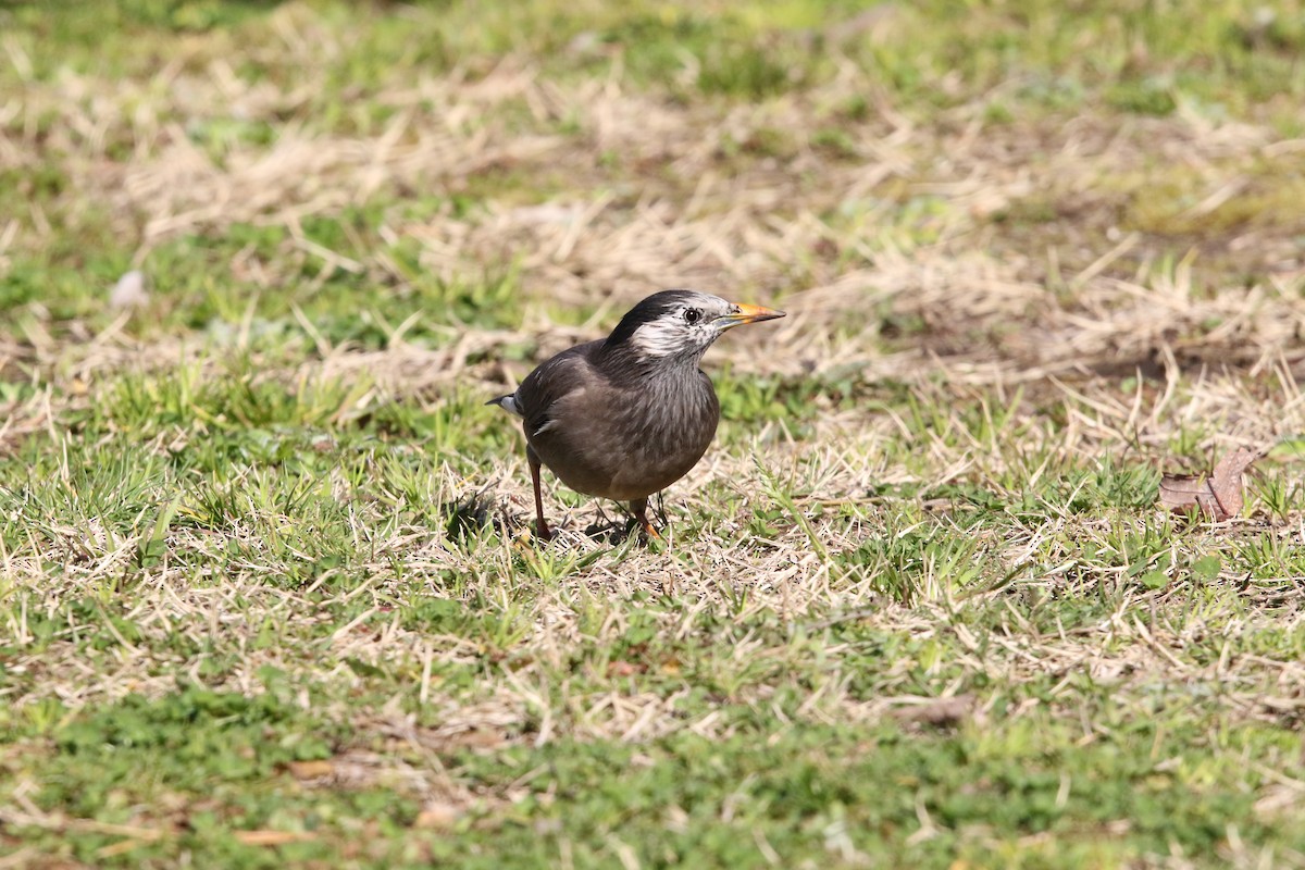 White-cheeked Starling - ML609091864