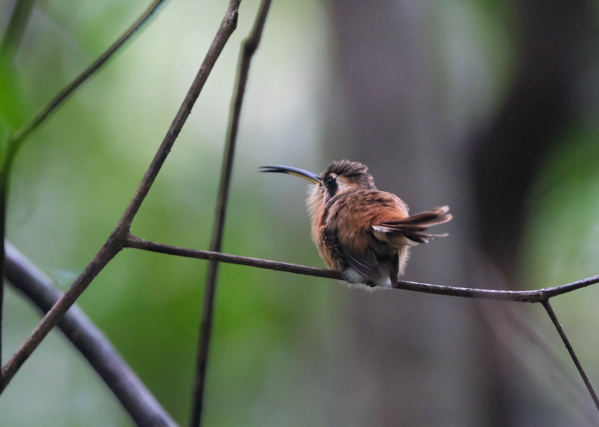 Reddish Hermit - ML609091957