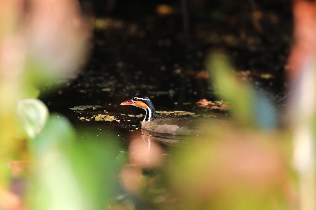 Sungrebe - Jacques Vanheuverswyn