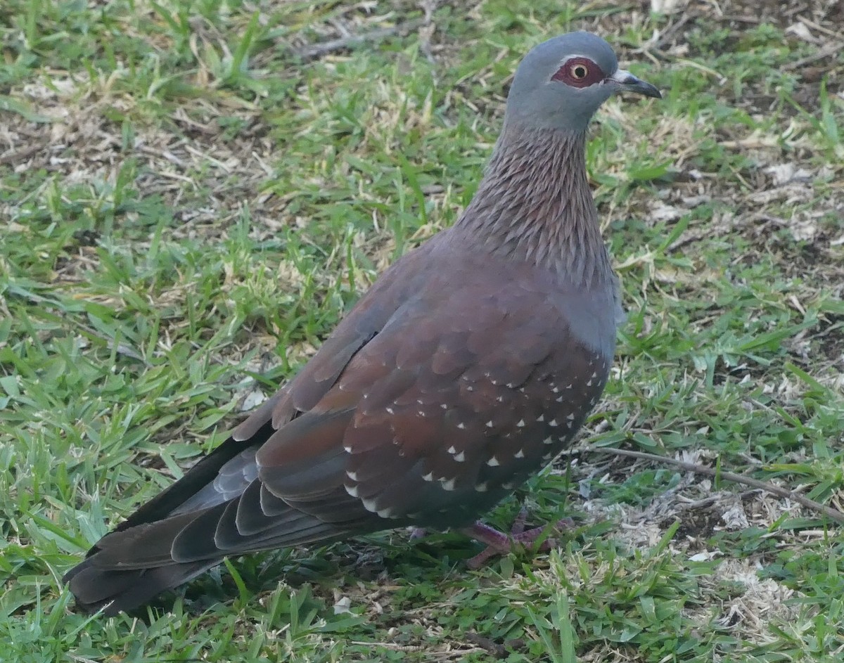 Pigeon roussard - ML609091982