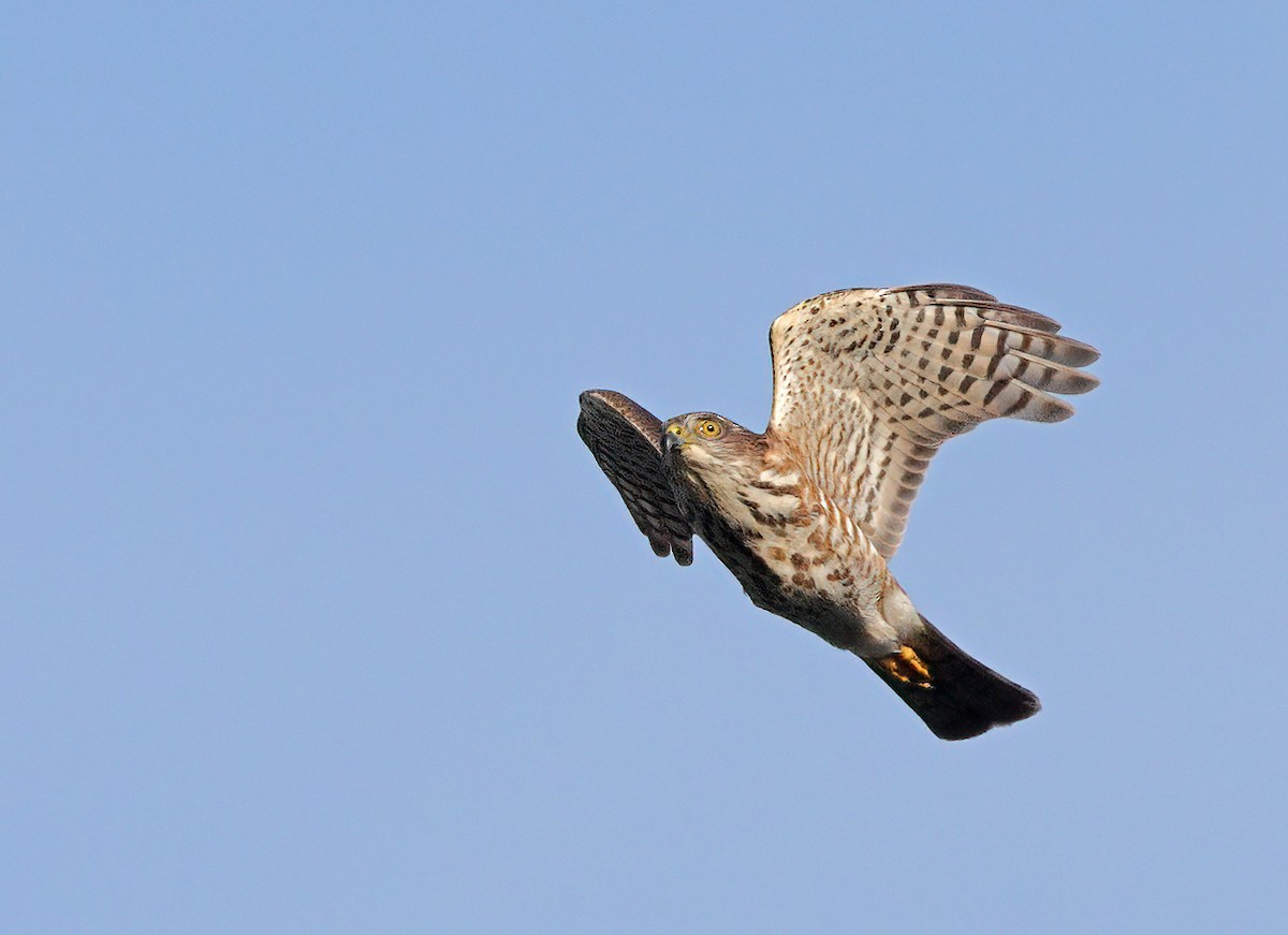 Japanese Sparrowhawk - sheau torng lim