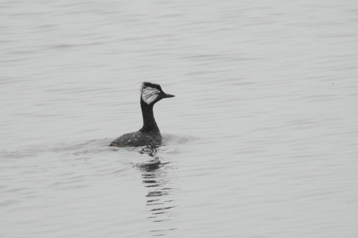 White-tufted Grebe - ML609092034