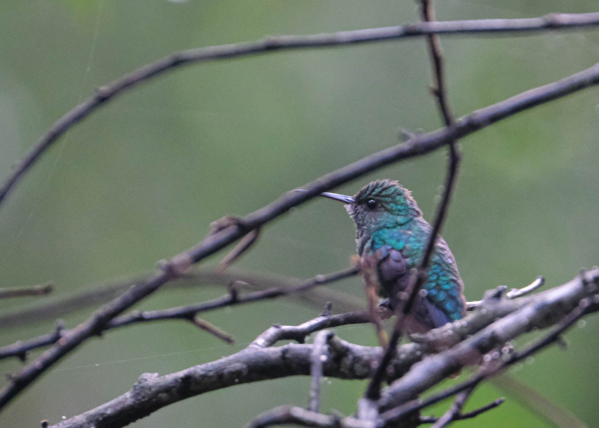 Blue-chinned Sapphire - ML609092053