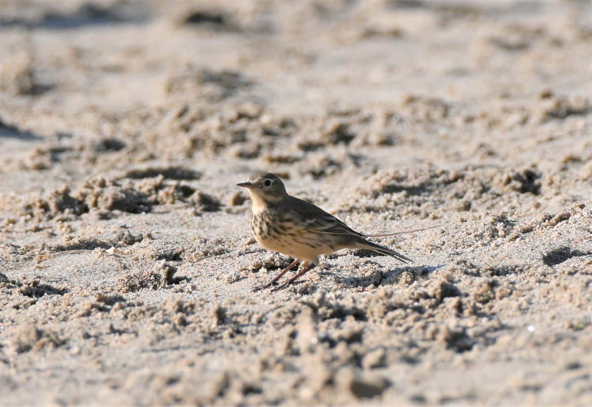American Pipit - ML609092056