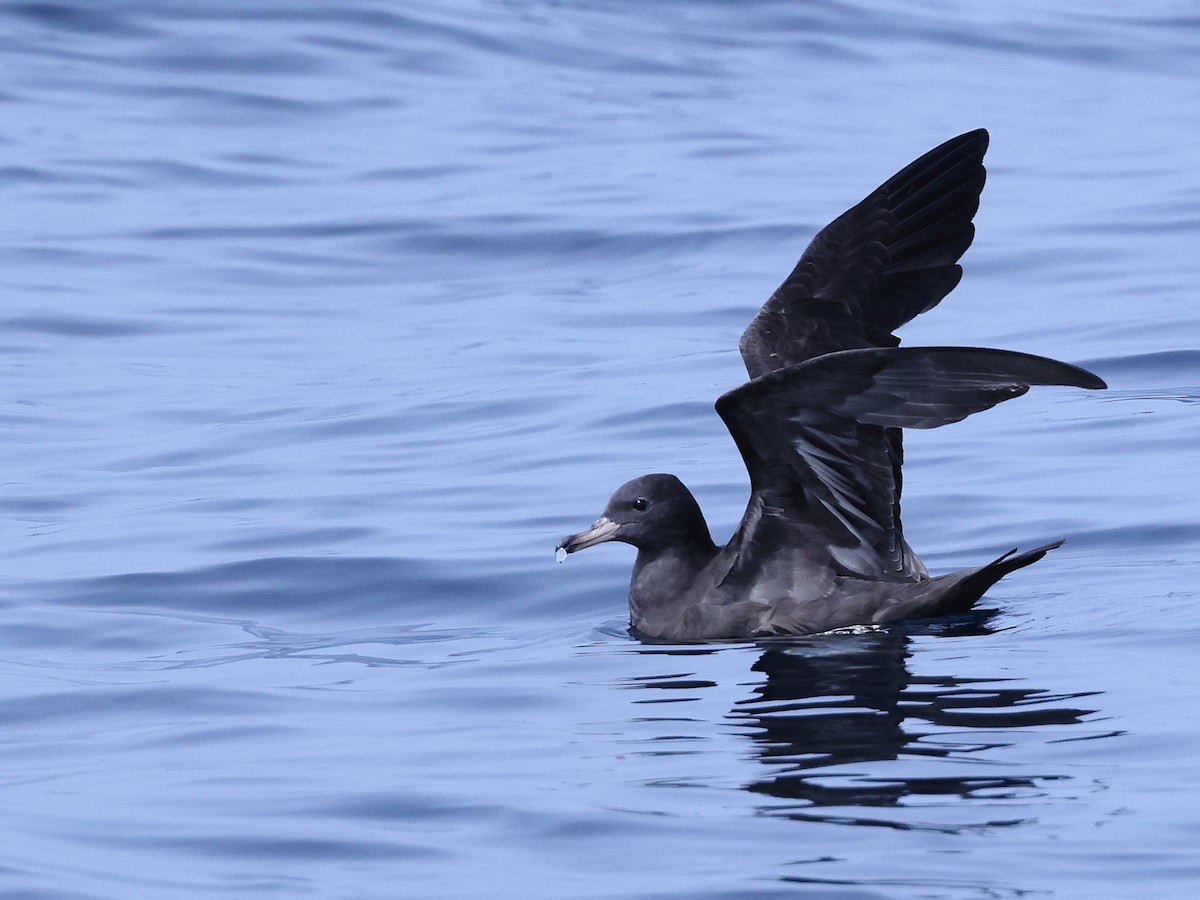 Flesh-footed Shearwater - ML609092086