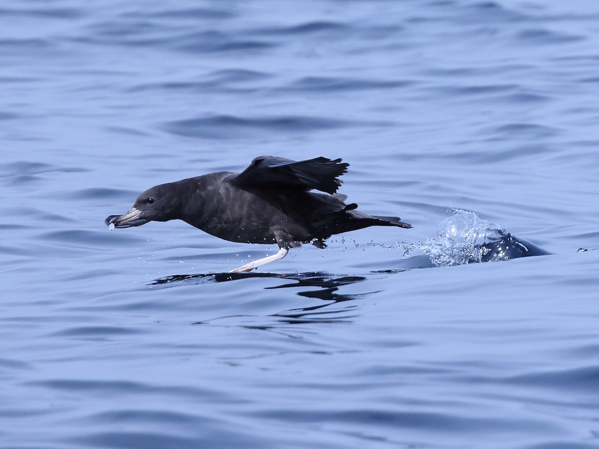 Flesh-footed Shearwater - ML609092087