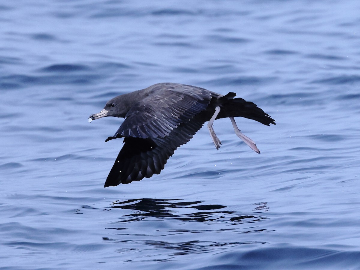 Flesh-footed Shearwater - ML609092088