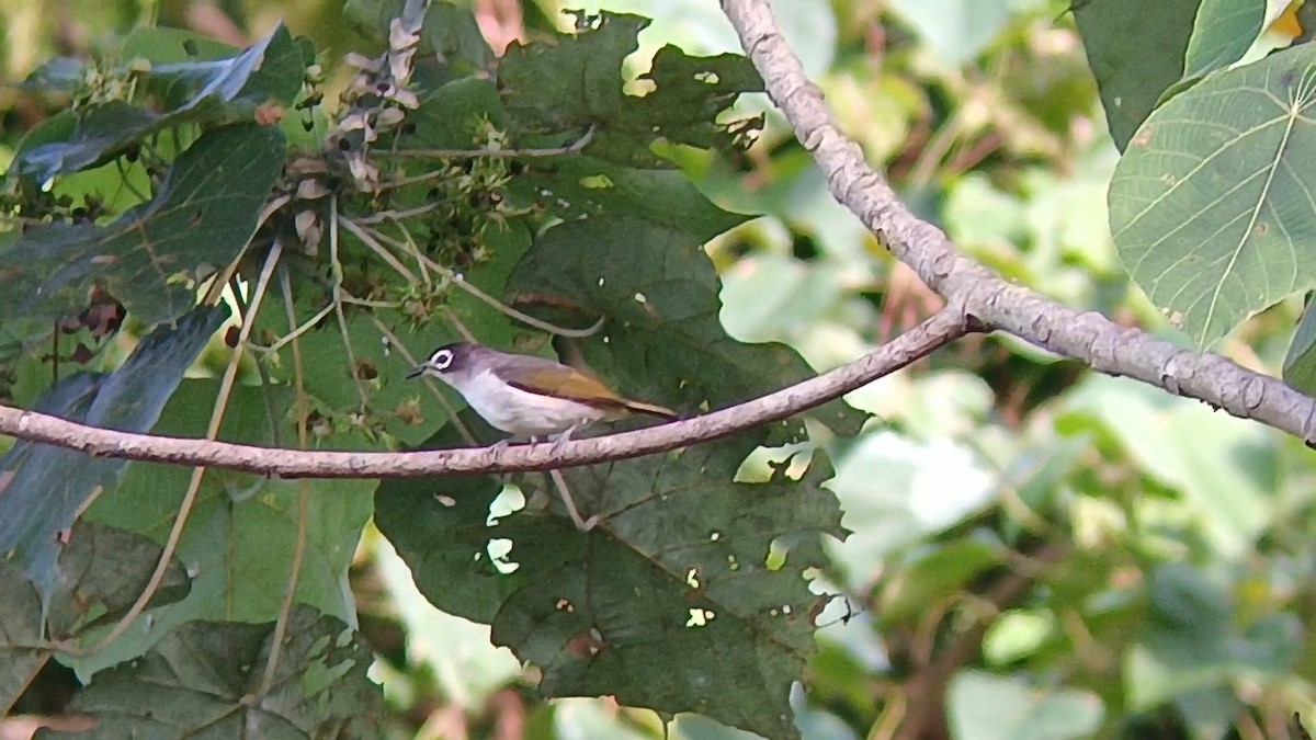 Morotai White-eye - ML609092090